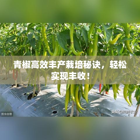青椒高效豐產(chǎn)栽培秘訣，輕松實(shí)現(xiàn)豐收！