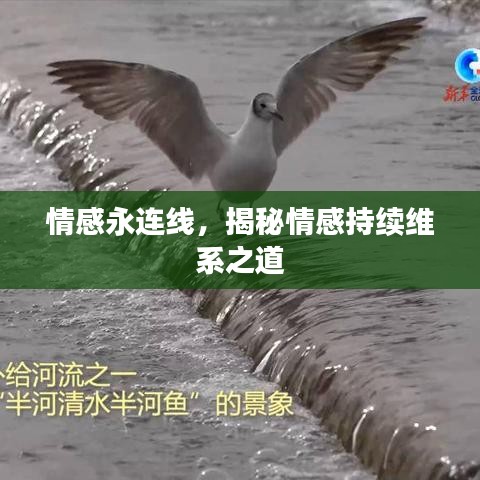 情感永連線，揭秘情感持續(xù)維系之道