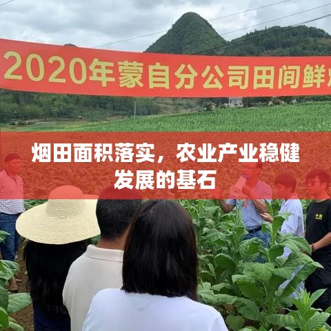 煙田面積落實(shí)，農(nóng)業(yè)產(chǎn)業(yè)穩(wěn)健發(fā)展的基石