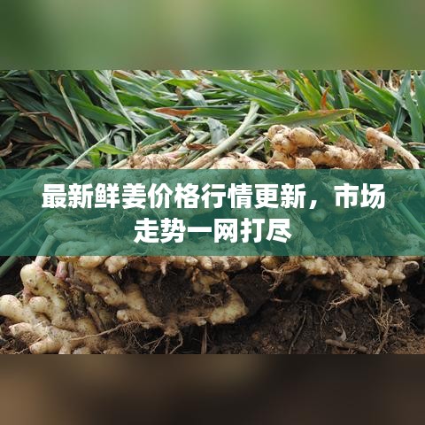 最新鮮姜價(jià)格行情更新，市場走勢一網(wǎng)打盡
