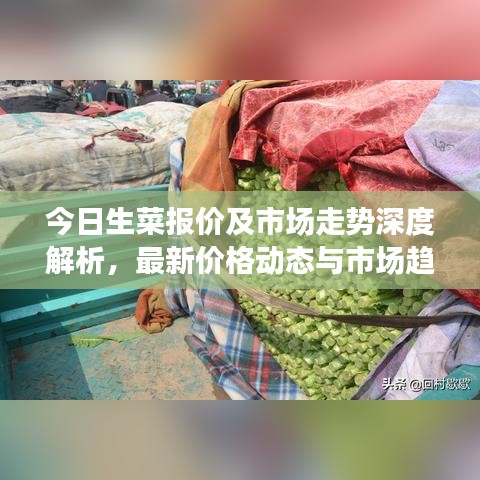 今日生菜報(bào)價(jià)及市場走勢深度解析，最新價(jià)格動(dòng)態(tài)與市場趨勢一網(wǎng)打盡