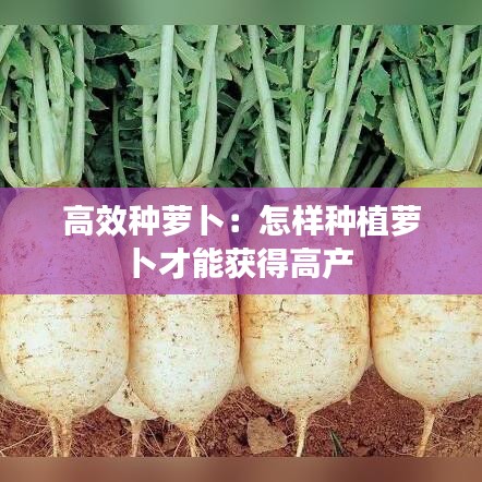 高效種蘿卜：怎樣種植蘿卜才能獲得高產(chǎn) 