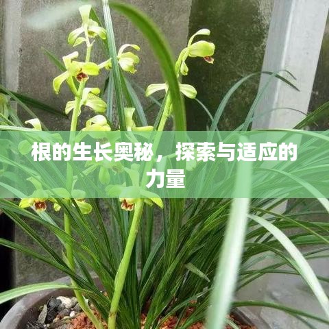根的生長(zhǎng)奧秘，探索與適應(yīng)的力量