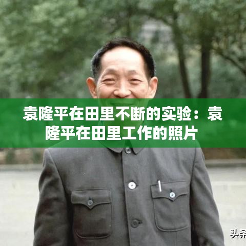袁隆平在田里不斷的實驗：袁隆平在田里工作的照片 