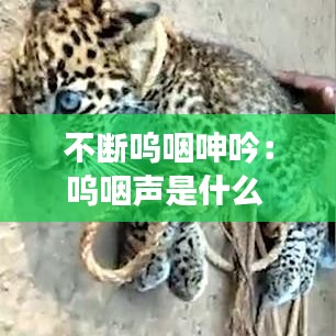 不斷嗚咽呻吟：?jiǎn)柩事暿鞘裁?