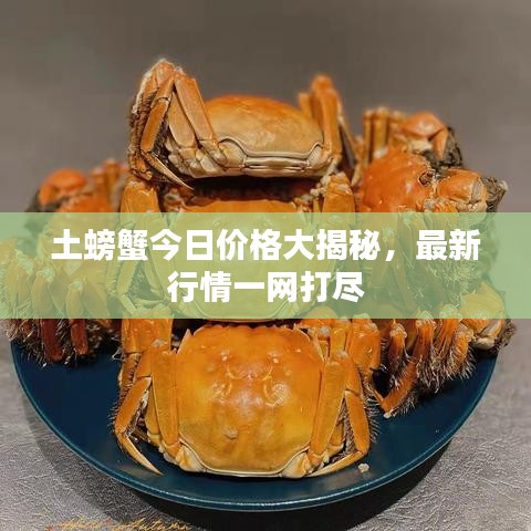 土螃蟹今日價(jià)格大揭秘，最新行情一網(wǎng)打盡