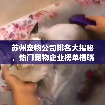 蘇州寵物公司排名大揭秘，熱門寵物企業(yè)榜單揭曉！