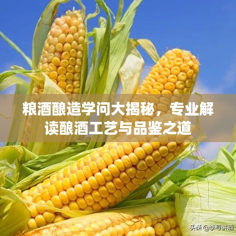 糧酒釀造學(xué)問大揭秘，專業(yè)解讀釀酒工藝與品鑒之道