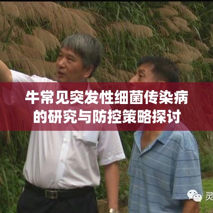 牛常見突發(fā)性細(xì)菌傳染病的研究與防控策略探討
