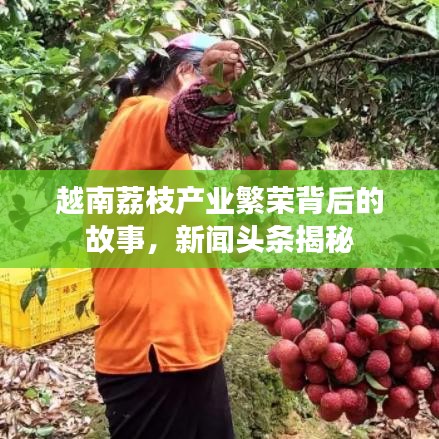 越南荔枝產(chǎn)業(yè)繁榮背后的故事，新聞?lì)^條揭秘