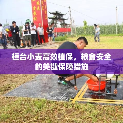 桓臺小麥高效植保，糧食安全的關鍵保障措施