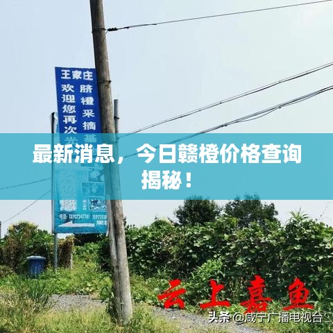 最新消息，今日贛橙價(jià)格查詢揭秘！
