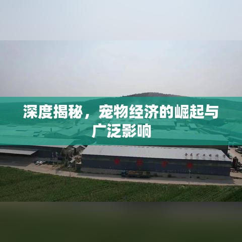 深度揭秘，寵物經(jīng)濟(jì)的崛起與廣泛影響