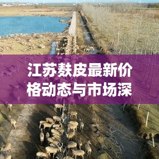 江蘇麩皮最新價(jià)格動(dòng)態(tài)與市場深度解析