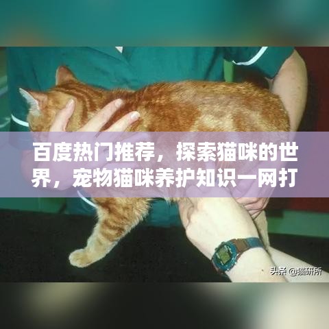 百度熱門推薦，探索貓咪的世界，寵物貓咪養(yǎng)護(hù)知識一網(wǎng)打盡