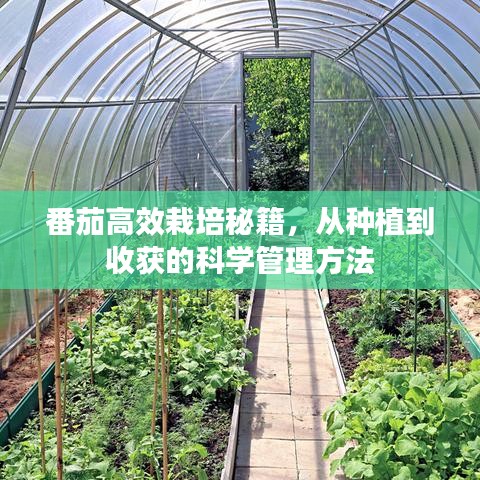 番茄高效栽培秘籍，從種植到收獲的科學管理方法