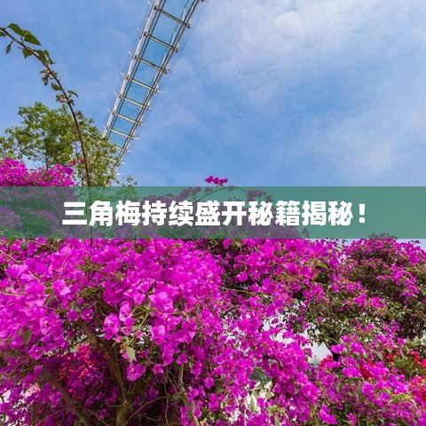 三角梅持續(xù)盛開秘籍揭秘！