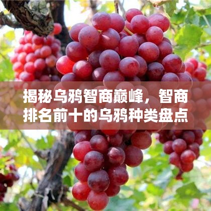 揭秘烏鴉智商巔峰，智商排名前十的烏鴉種類盤點(diǎn)！