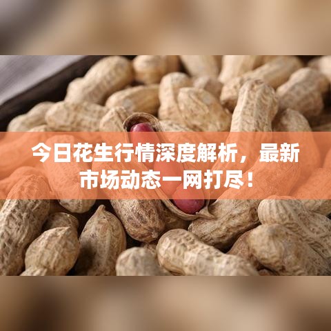 今日花生行情深度解析，最新市場動態(tài)一網(wǎng)打盡！
