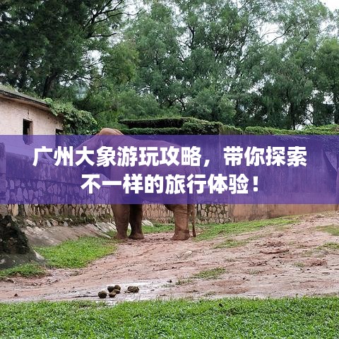 廣州大象游玩攻略，帶你探索不一樣的旅行體驗(yàn)！