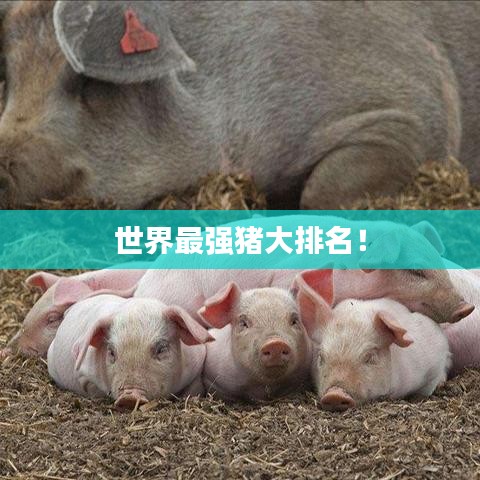 世界最強(qiáng)豬大排名！