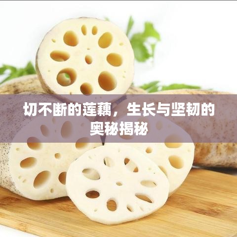 切不斷的蓮藕，生長與堅韌的奧秘揭秘