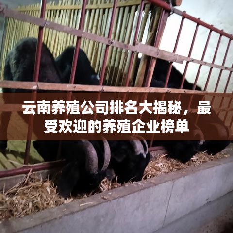 云南養(yǎng)殖公司排名大揭秘，最受歡迎的養(yǎng)殖企業(yè)榜單
