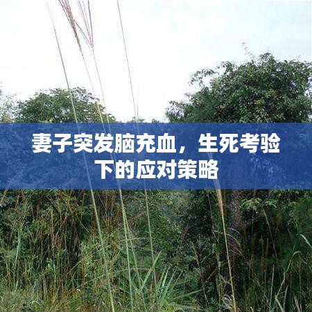 妻子突發(fā)腦充血，生死考驗(yàn)下的應(yīng)對(duì)策略