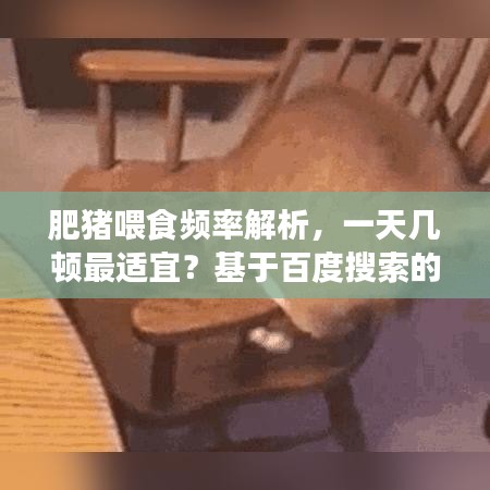 肥豬喂食頻率解析，一天幾頓最適宜？基于百度搜索的專業(yè)探討