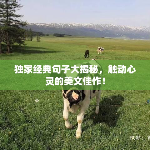 獨(dú)家經(jīng)典句子大揭秘，觸動(dòng)心靈的美文佳作！