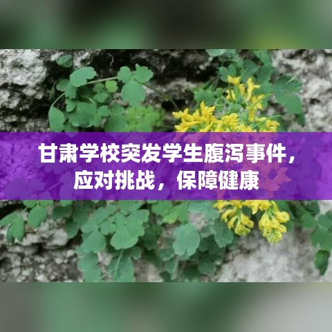 甘肅學校突發(fā)學生腹瀉事件，應對挑戰(zhàn)，保障健康