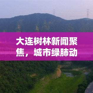 大連樹林新聞聚焦，城市綠肺動態(tài)更新