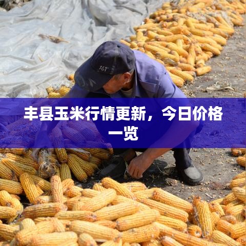 豐縣玉米行情更新，今日價格一覽