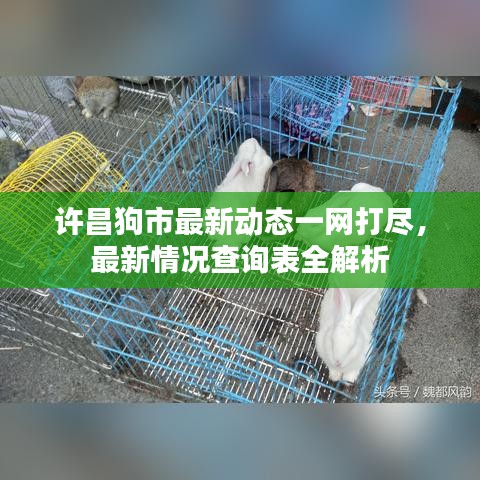 許昌狗市最新動態(tài)一網(wǎng)打盡，最新情況查詢表全解析
