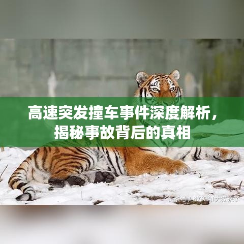 高速突發(fā)撞車事件深度解析，揭秘事故背后的真相