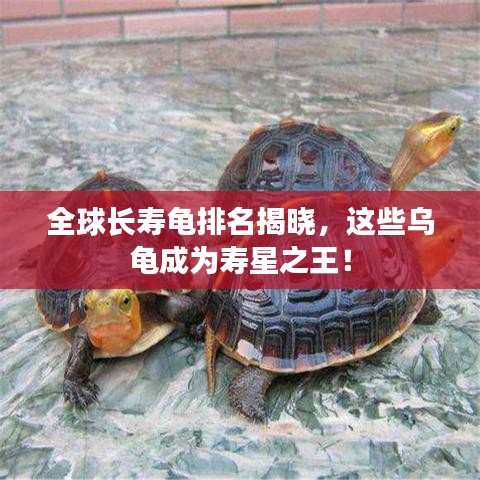 全球長(zhǎng)壽龜排名揭曉，這些烏龜成為壽星之王！