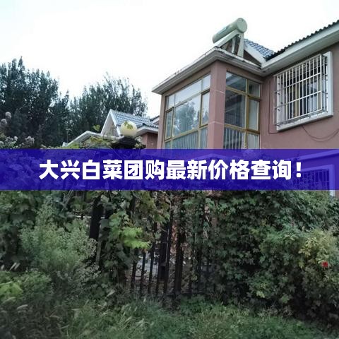 大興白菜團(tuán)購(gòu)最新價(jià)格查詢！