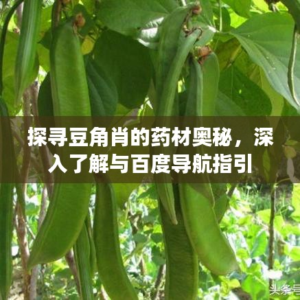 探尋豆角肖的藥材奧秘，深入了解與百度導(dǎo)航指引