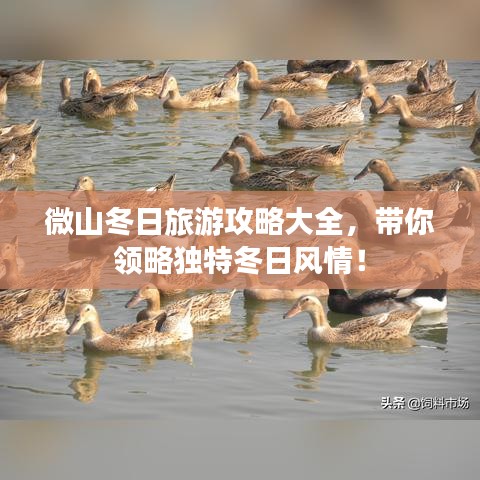 微山冬日旅游攻略大全，帶你領(lǐng)略獨(dú)特冬日風(fēng)情！