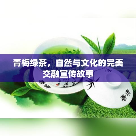 青梅綠茶，自然與文化的完美交融宣傳故事