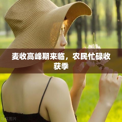 麥?zhǔn)崭叻迤趤?lái)臨，農(nóng)民忙碌收獲季