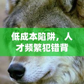 低成本陷阱，人才頻繁犯錯背后的原因揭秘