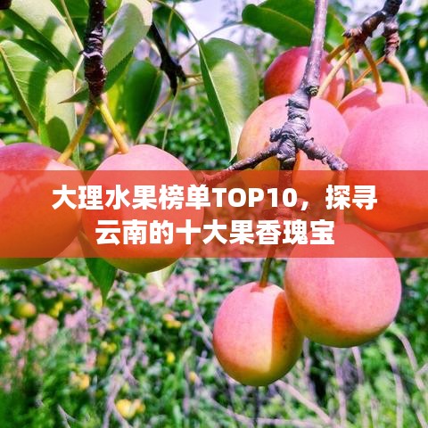 大理水果榜單TOP10，探尋云南的十大果香瑰寶