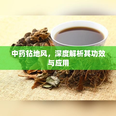 中藥鉆地風(fēng)，深度解析其功效與應(yīng)用