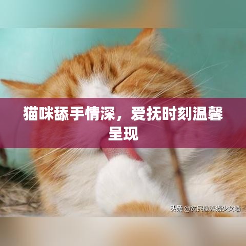 貓咪舔手情深，愛撫時(shí)刻溫馨呈現(xiàn)
