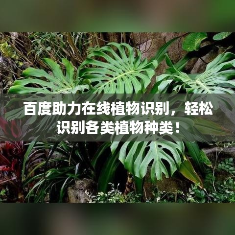 百度助力在線植物識(shí)別，輕松識(shí)別各類植物種類！