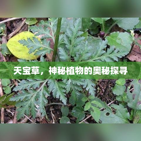天寶草，神秘植物的奧秘探尋