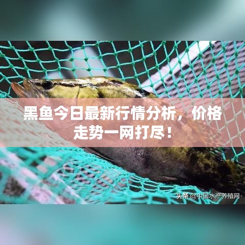 黑魚今日最新行情分析，價格走勢一網(wǎng)打盡！