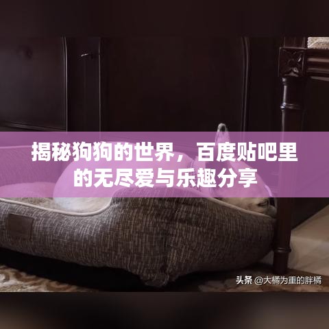 揭秘狗狗的世界，百度貼吧里的無盡愛與樂趣分享