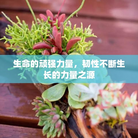 生命的頑強(qiáng)力量，韌性不斷生長的力量之源